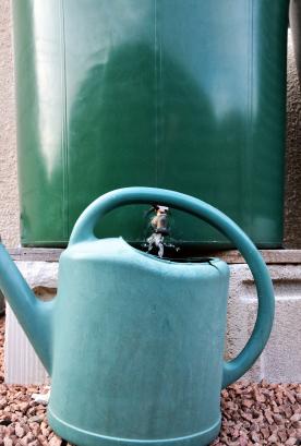 Rain water tank to water the garden