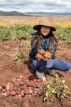 girl holding freshly harvested potato in the bolivian andes