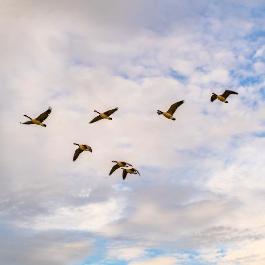 A flock of Canadian geese are flying in the sky with clouds on the background